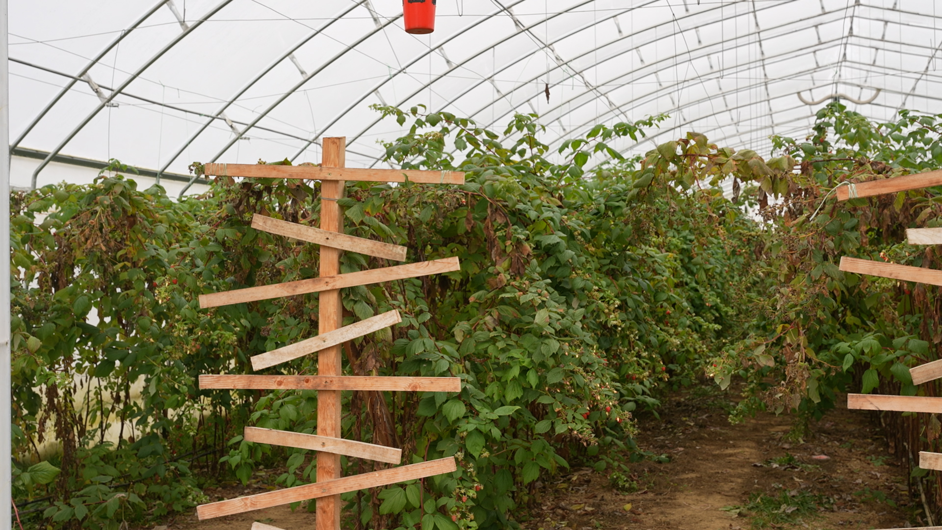Berba malina u punom jeku u Arilju iako zima samo što nije počela: Crveno zlato gaji se i u plastenicima - grad i mraz koji su desetkovali rod sada ovom voću ne mogu ništa