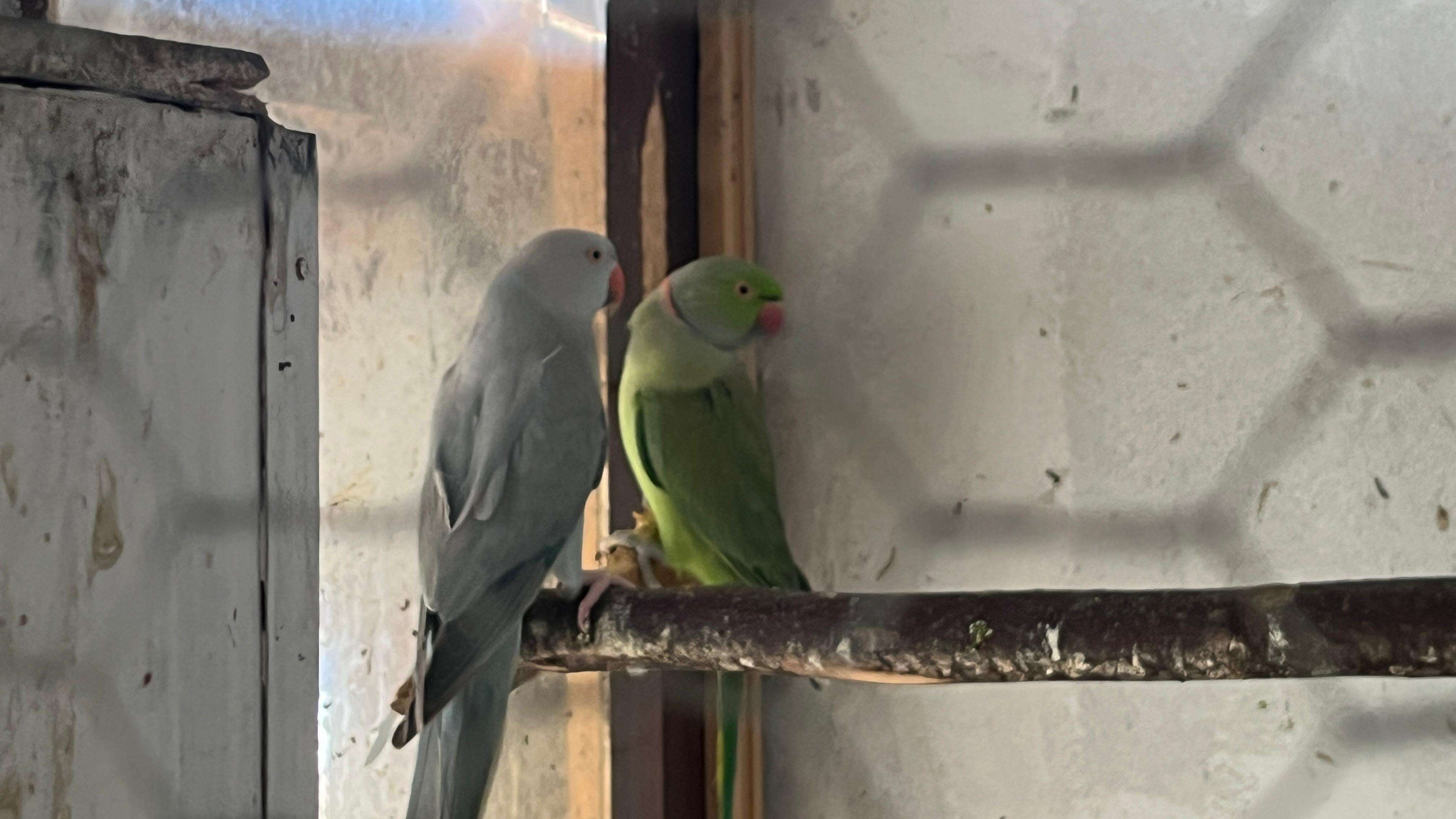 Pernato carstvo u čačanskom naselju Trnava: Milan ima na desetine ptica u svom neobičnom domaćinstvu, u srcu Srbije žive čak i egzotične vrste