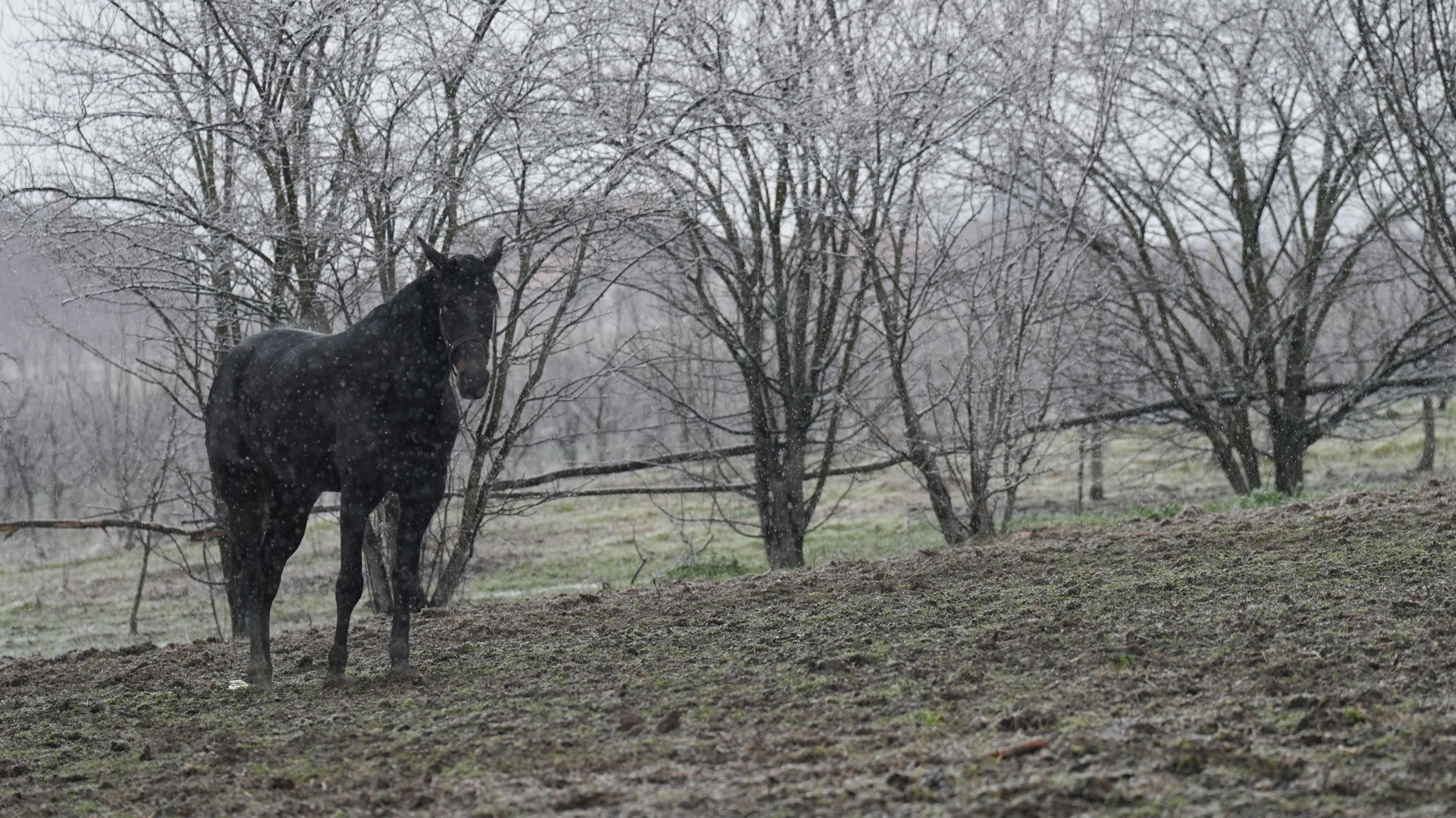Nestvarna zimska slika iz Čačka: Tri prekrasna konja galopirala dok je sneg padao - sve je ličilo na bajku
