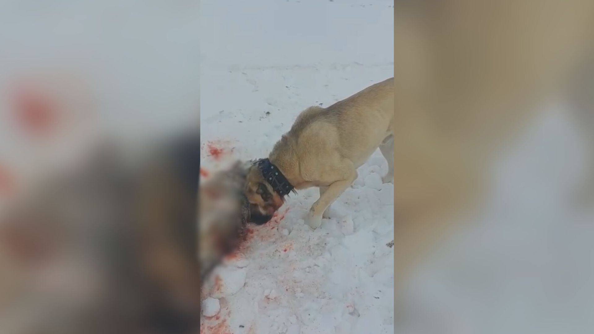 Ajaz – pas heroj Peštera: Ranjen, ali nepokolebljiv, odbranio ovce od vuka