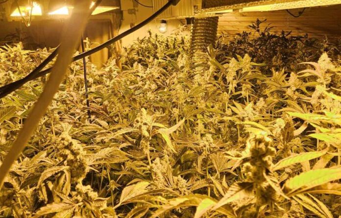 Policija u okolini Čačka otkrila laboratoriju za uzgoj marihuane