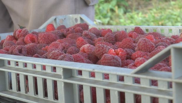 Stroga kontrola proizvodnje i uvoza: Stručnjak otkriva kako domaća malina da se zaštiti od virusa - Srbija je bila i mora ostati prestonica crvenog zlata